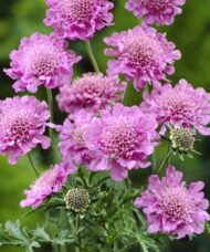 Scabiosa columbaria flutter rose pink flowers with a green background.