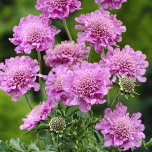 Scabiosa columbaria flutter rose pink flowers with a green background.