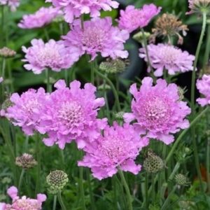 Scabiosa columbaria flutter rose pink planting with a mass of pink flowers.