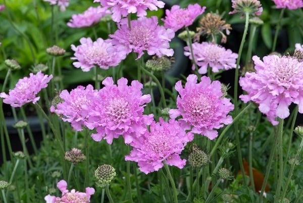 Scabiosa columbaria flutter rose pink planting with a mass of pink flowers.