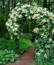 Schizophragma hydrangeoides vine with white flowers on an arbour.