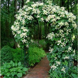 Schizophragma hydrangeoides vine with white flowers on an arbour.