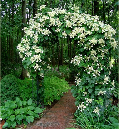 Schizophragma hydrangeoides vine with white flowers on an arbour.
