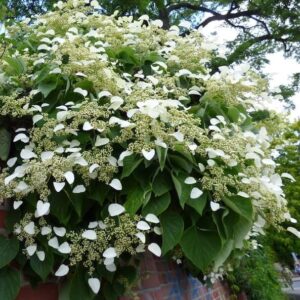 Schizophragma hydrangeoides  blooms.