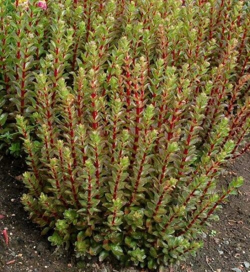 Upright sedum stems in bright red with young green succulent leaves.