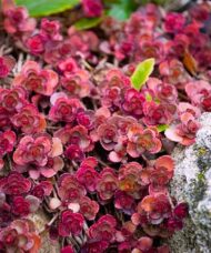 Sedum spurium red rock with rosette whorls of red succulent flowers in a rock garden.