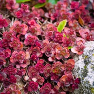 Sedum spurium red rock with rosette whorls of red succulent flowers in a rock garden.