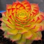 Sempiverium gold hen and chicks mother rosette in bright yellow with red tinged spiky tips.