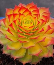 Sempiverium gold hen and chicks mother rosette in bright yellow with red tinged spiky tips.