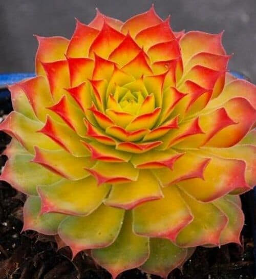 Sempiverium gold hen and chicks mother rosette in bright yellow with red tinged spiky tips.