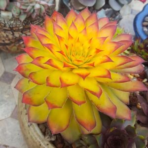Sempiverium gold mother rosette of bright yellow succulent leaves with red tips