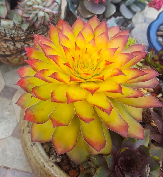 Sempiverium gold mother rosette of bright yellow succulent leaves with red tips