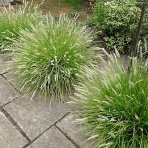 Three clumps of Autumn Moor Grass with gently arching habit, and white flowers.