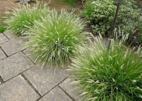 sesleria-autumnalis-autumn-moor-grass Three clumps of Autumn Moor Grass with gently arching habit, and white flowers.