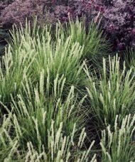 Autumn moor grass clumps in a group of seven