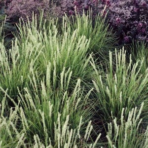 sesleria autumnalis autumn moor grass 300x300 - Order Plants Now