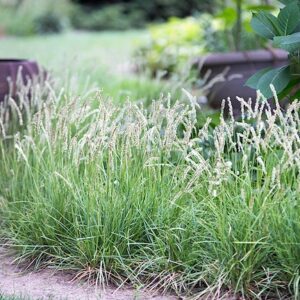 and white upright seed heads.