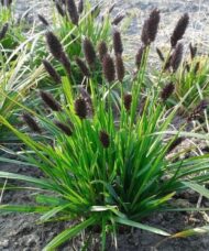 Sesleria heufleriana clumps with short