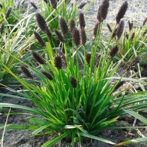 sesleria heufleriana blue green moor grass 300x300 - Order Plants Now