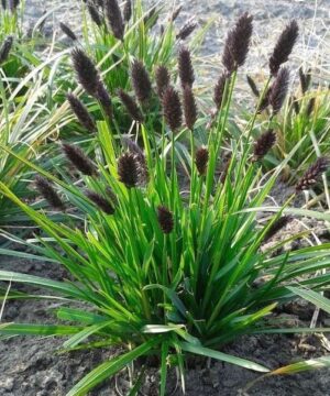 Sesleria heufleriana clumps with short