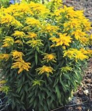 Dwarf goldenrod plant in bloom