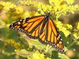 Little miss sunshine goldenrod flower with a monarch butterfly.