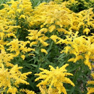 Dwarf goldenrod planting, blanketed with golden blooms
