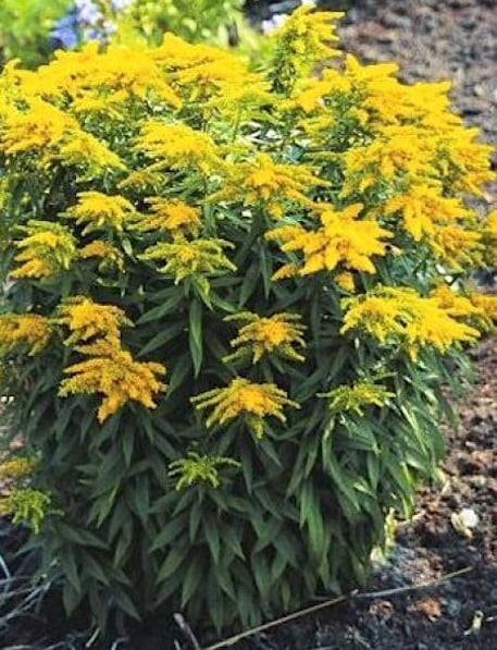 Dwarf goldenrod plant in bloom