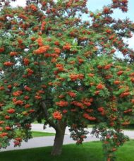 American mountain ash tree covered in clumps of orange fruits