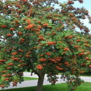 American mountain ash tree covered in clumps of orange fruits