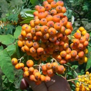 with a green canopy reaching to the ground.