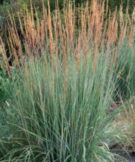 Sorghastrum nutans indian steel grass in tall