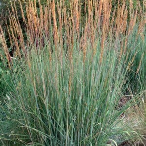 sorghastrum nutans indian steel indian grass 300x300 - Order Plants Now