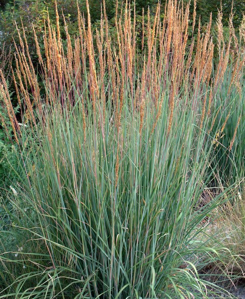 Sorghastrum nutans indian steel grass in tall