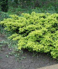 Dwarf japanese yew shrub with light green foliage and a creeping habit.