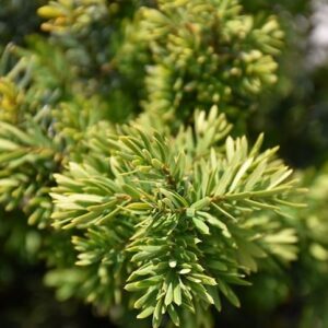 Dwarf japanese yew foliage of green needles.
