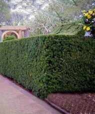 Taxus x media H. M. Eddie squared hedge along a curving drive.