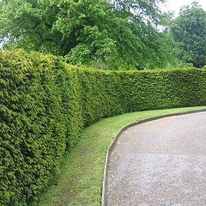 Taxus x media H. M. Eddie hedge.