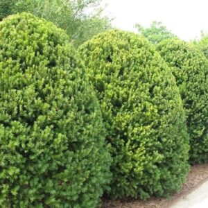 Upright yew hedge of egg-shaped topiary.