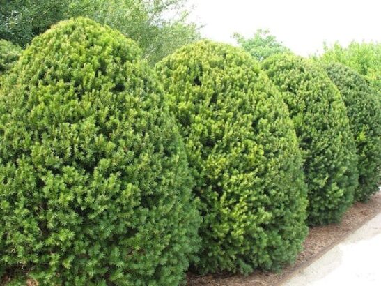Upright yew | Taxus x media h.m. eddie Upright yew hedge of egg-shaped topiary.