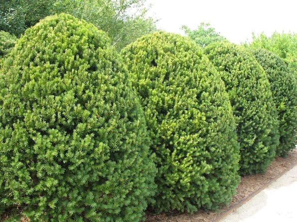 Upright yew hedge of egg-shaped topiary.