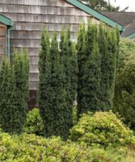 Hicks yew trees against a cedar shake house.