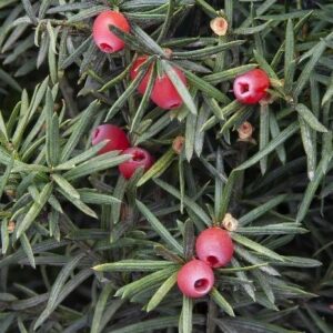 Upright yew green needles and waxy red fruits.