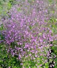 Chinese meadow rue plant with magenta flower haze and fine pea-like green foliage