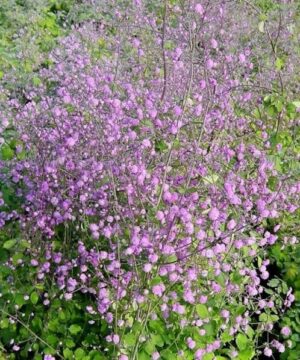 Chinese meadow rue plant with magenta flower haze and fine pea-like green foliage
