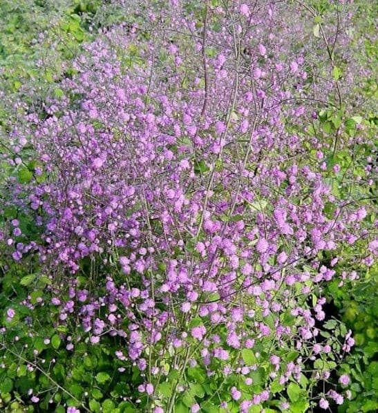 Chinese meadow rue plant with magenta flower haze and fine pea-like green foliage