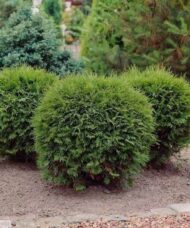 Dwarf cedar round shrubs with soft