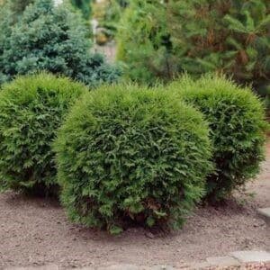Dwarf cedar round shrubs with soft