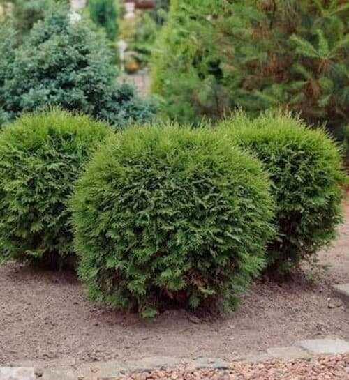Dwarf cedar round shrubs with soft