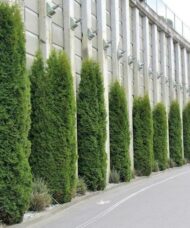 Cedar hedge shrubs in tall columns against niches in a tall grey wall.